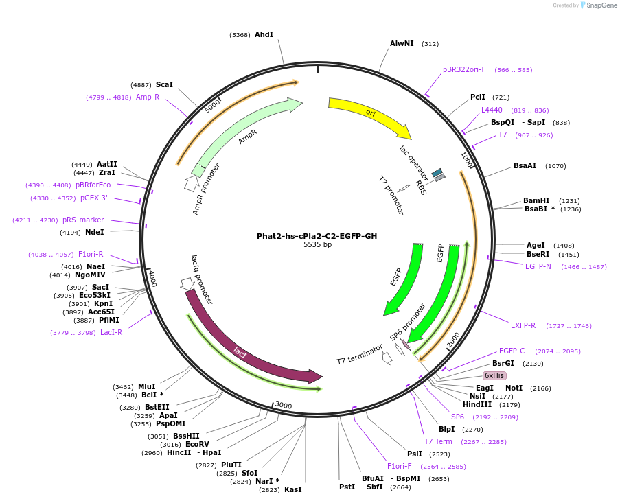187088-plasmid-map-sequence-id-368501