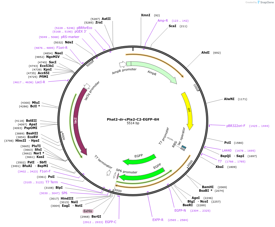187001-plasmid-map-sequence-id-368502