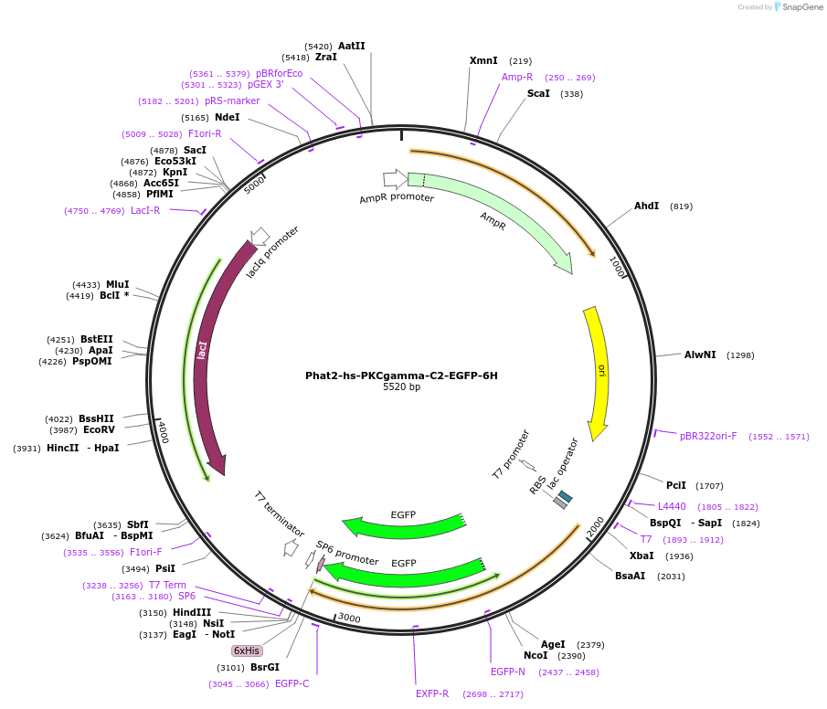 187115-plasmid-map-sequence-id-368504