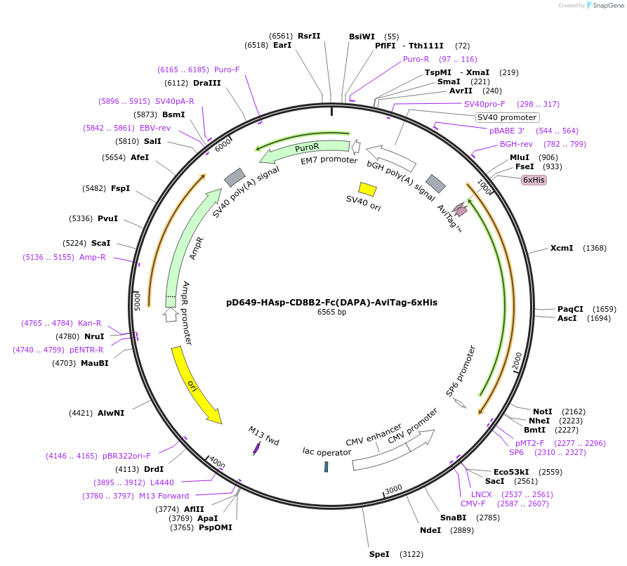 156544-plasmid-map-sequence-id-368515