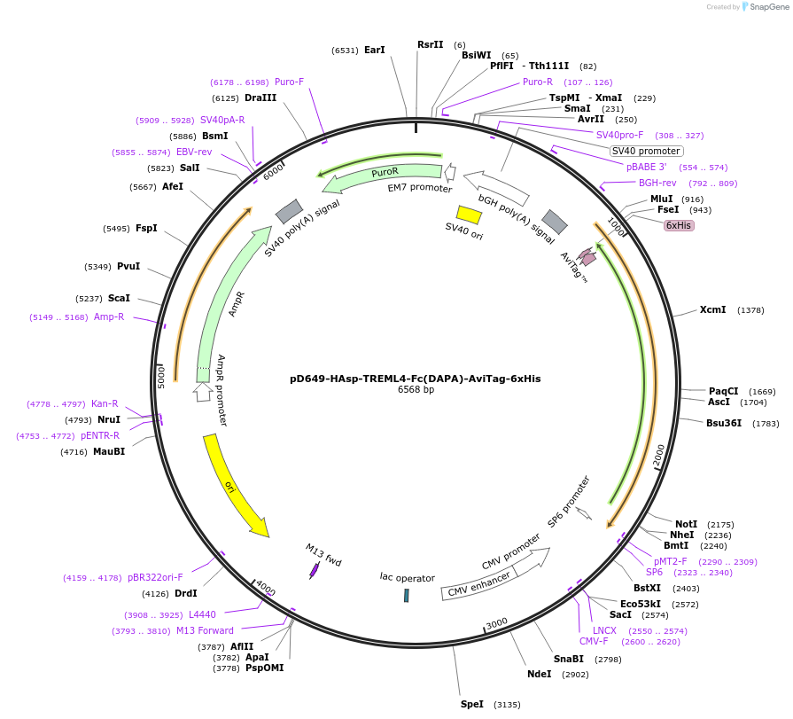 156545-plasmid-map-sequence-id-368520