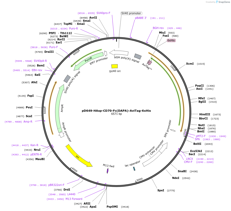 156548-plasmid-map-sequence-id-368523
