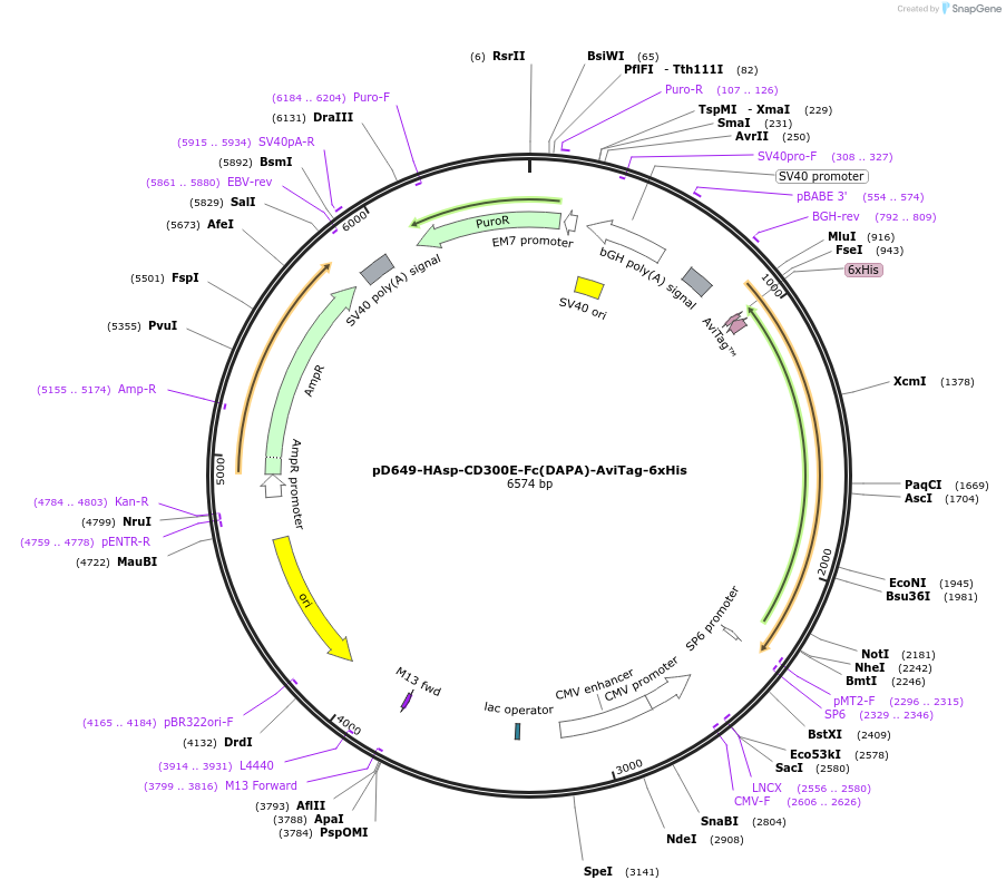 156549-plasmid-map-sequence-id-368524