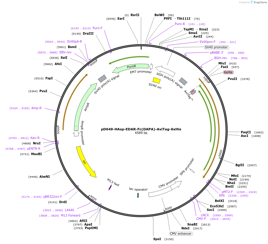 156554-plasmid-map-sequence-id-368528
