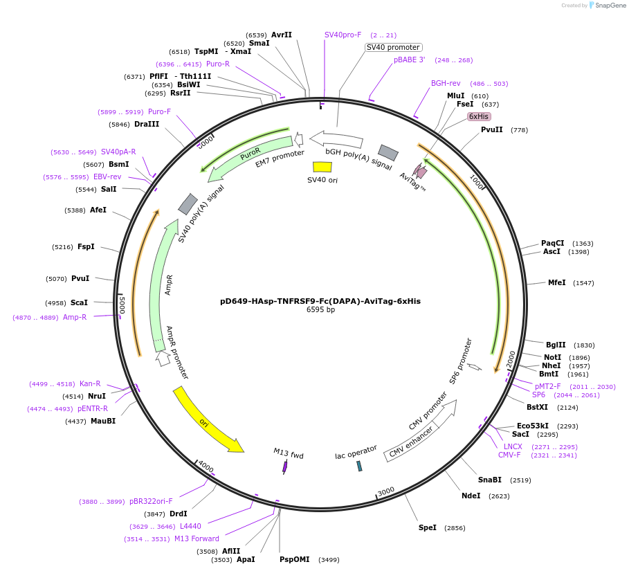156556-plasmid-map-sequence-id-368530