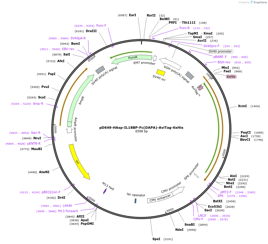 156559-plasmid-map-sequence-id-368532