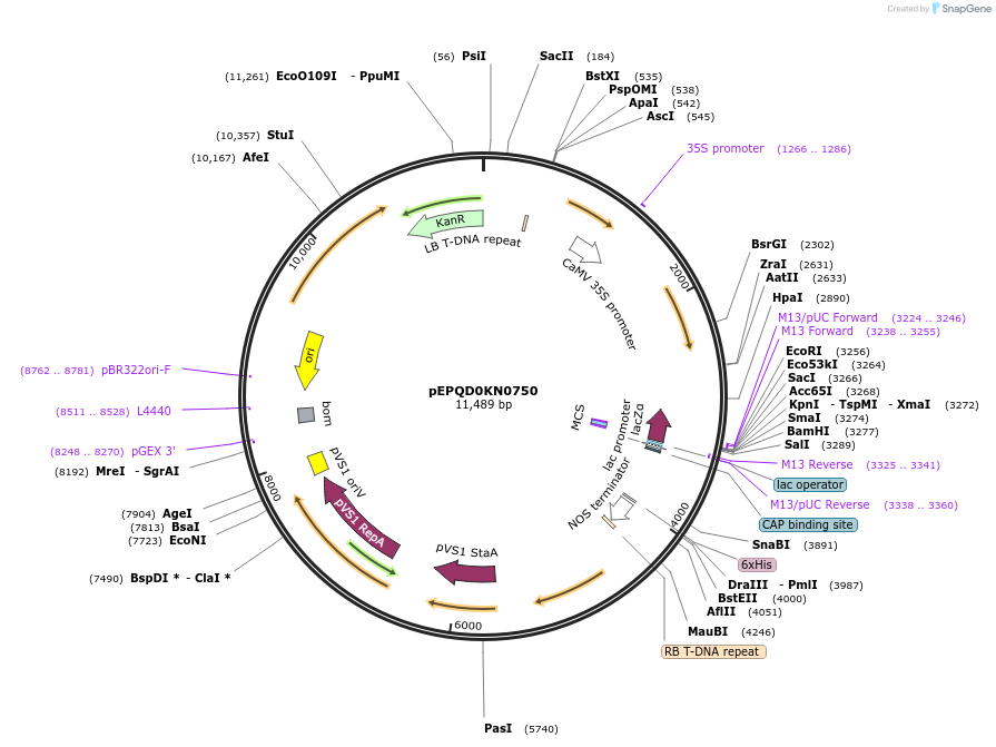 185627-plasmid-map-sequence-id-368554