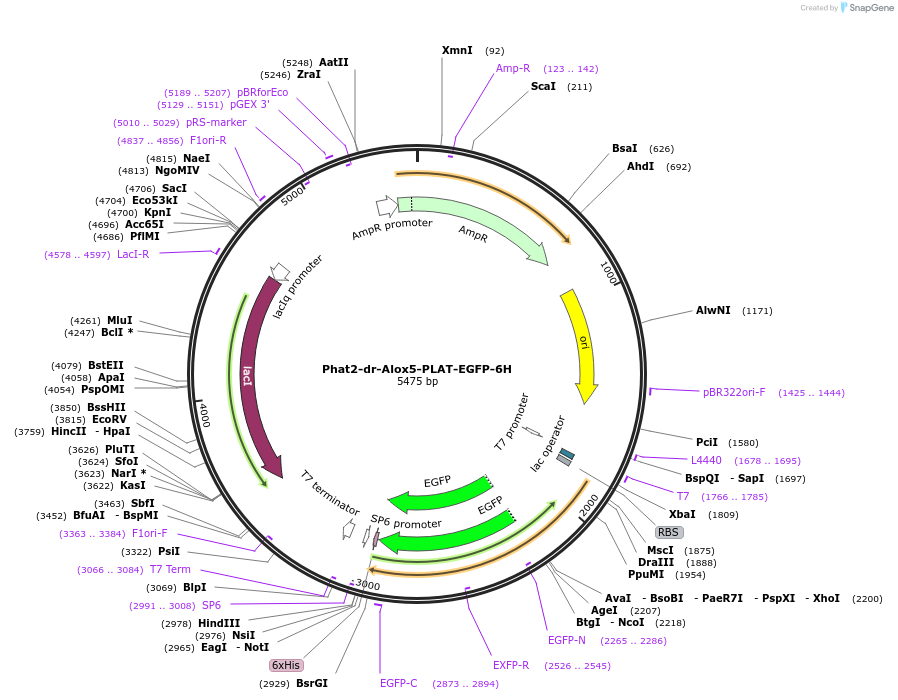 187189-plasmid-map-sequence-id-368569
