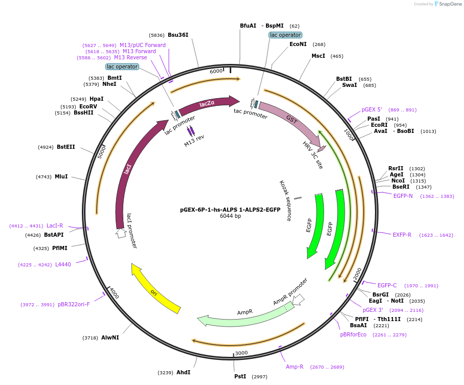 187113-plasmid-map-sequence-id-368579