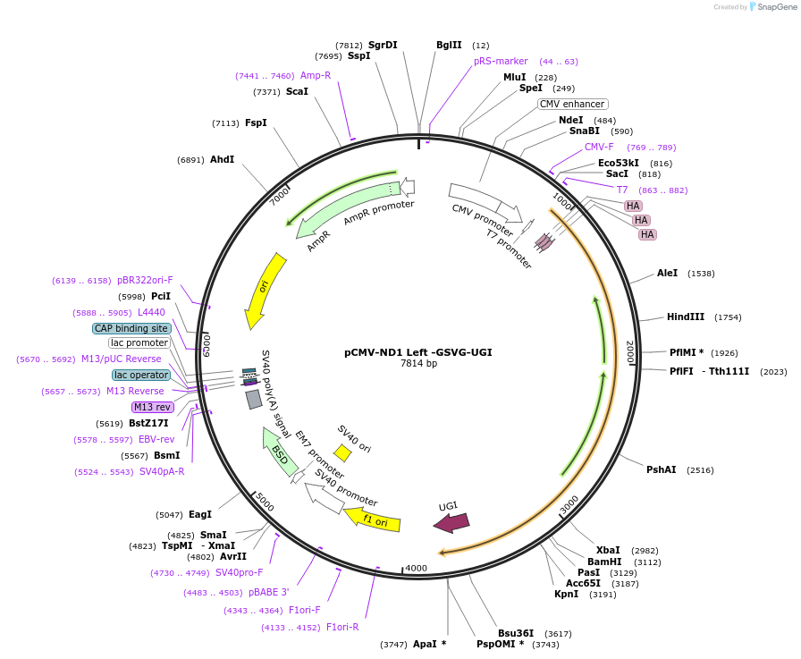 187412-plasmid-map-sequence-id-368587