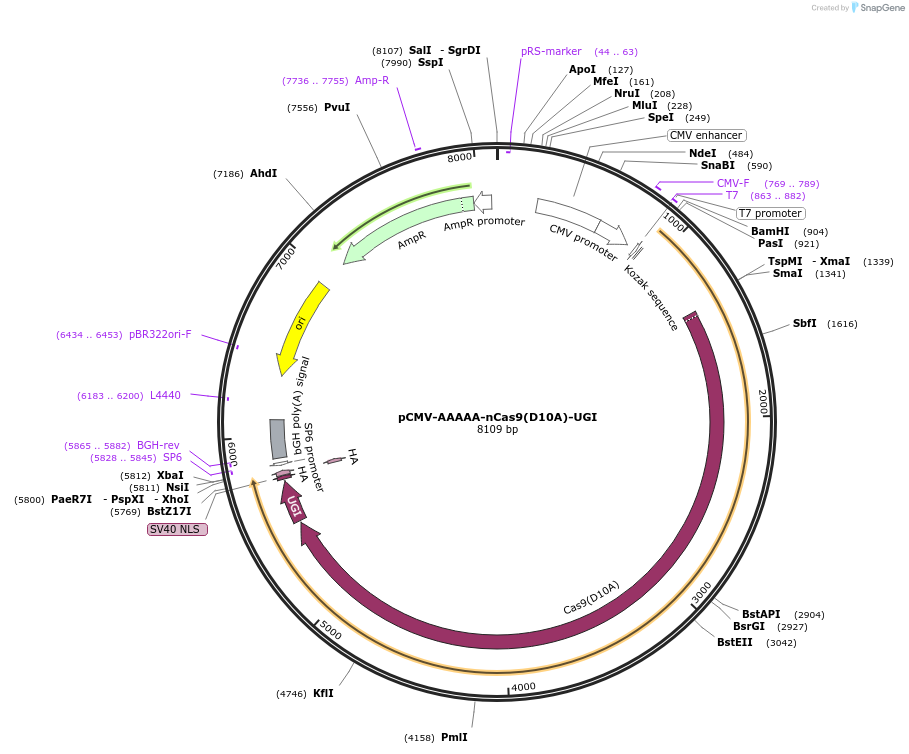 187409-plasmid-map-sequence-id-368588