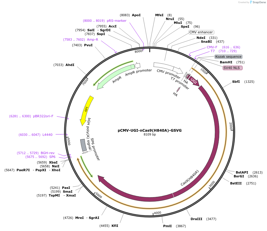 187411-plasmid-map-sequence-id-368591