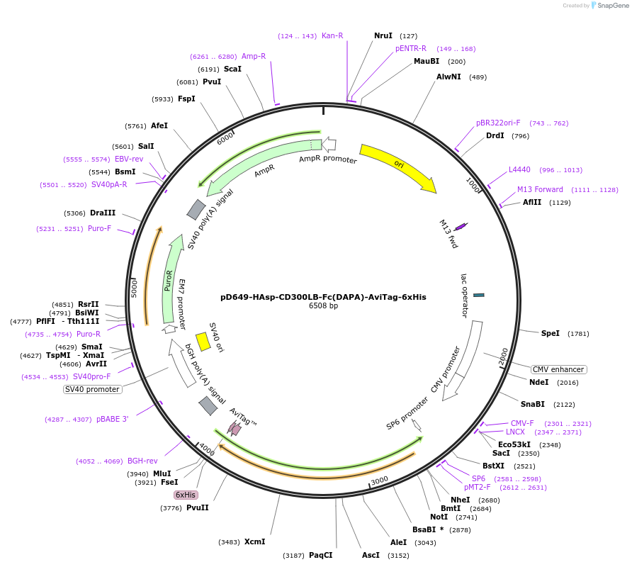 156524-plasmid-map-sequence-id-368598