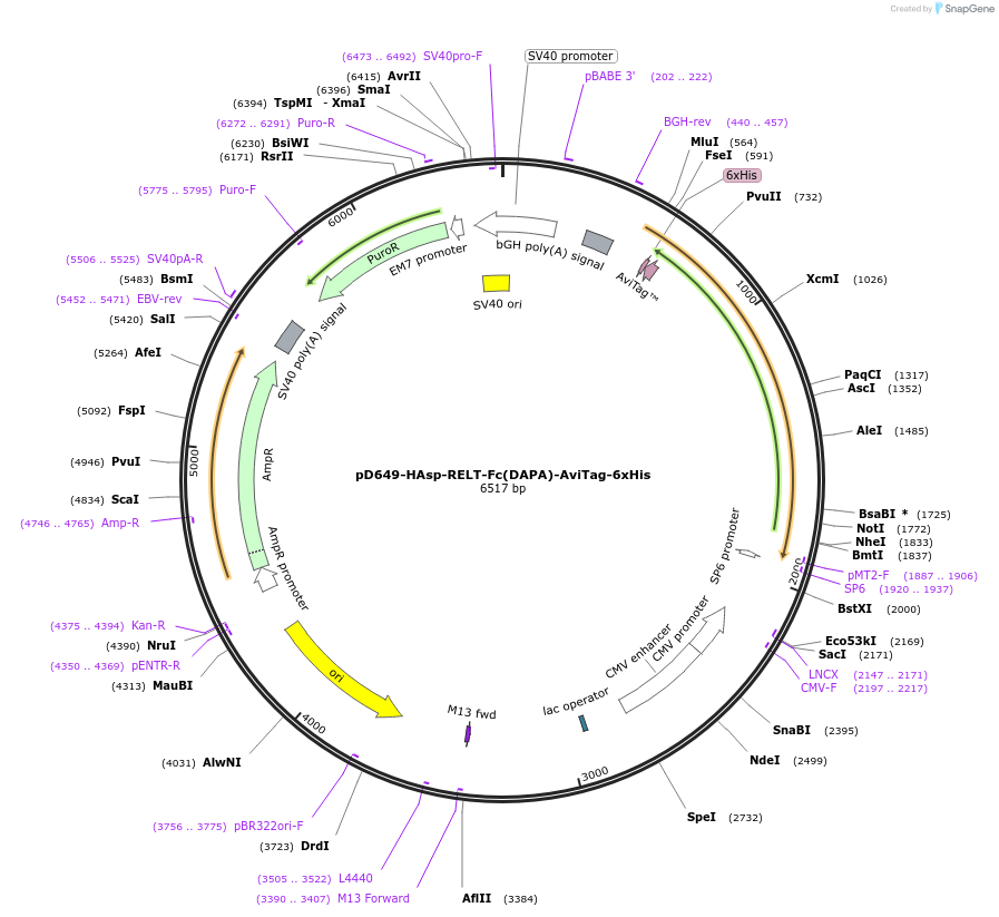 156528-plasmid-map-sequence-id-368602