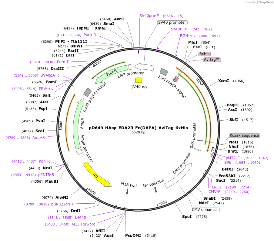 156531-plasmid-map-sequence-id-368605