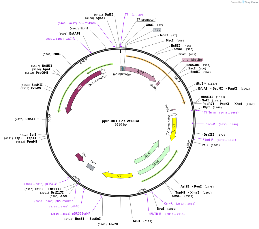 137655-plasmid-map-sequence-id-368607