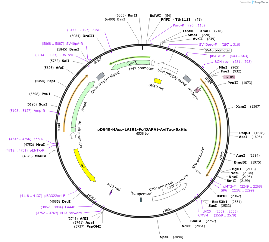 156536-plasmid-map-sequence-id-368610