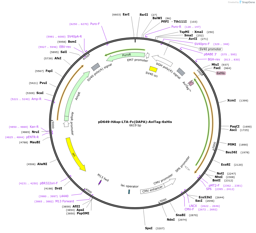 156568-plasmid-map-sequence-id-368739