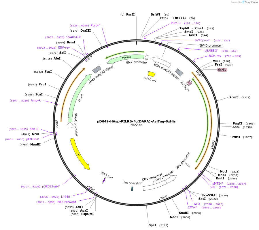156571-plasmid-map-sequence-id-368742