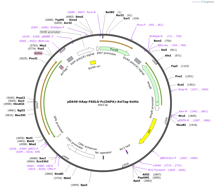 156578-plasmid-map-sequence-id-368749