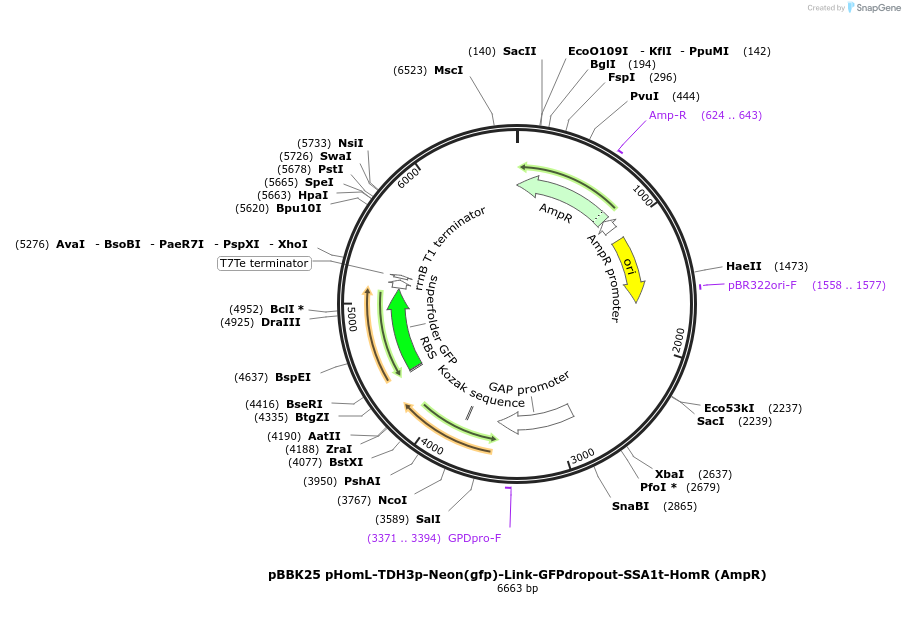 179009-plasmid-map-sequence-id-368802