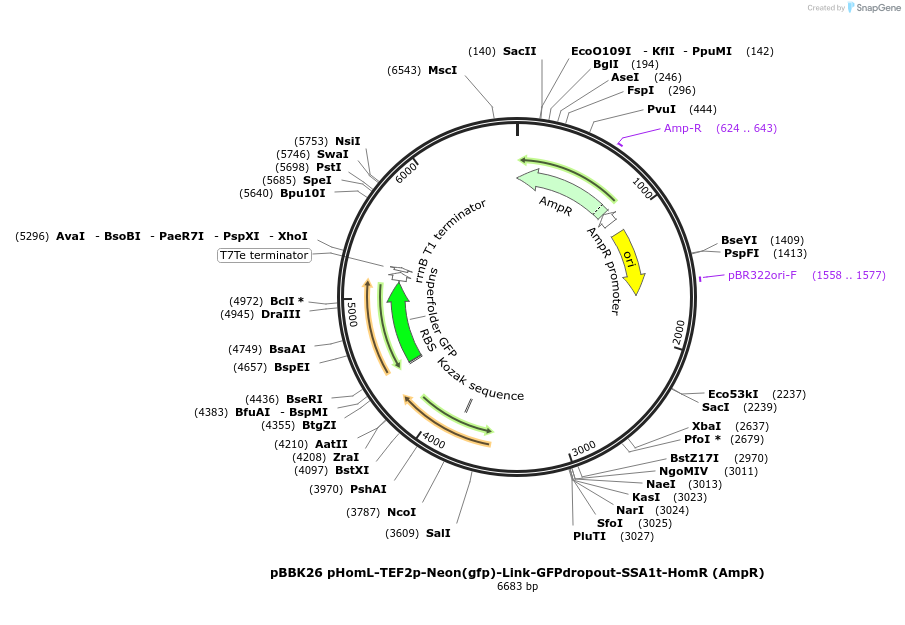 179010-plasmid-map-sequence-id-368803
