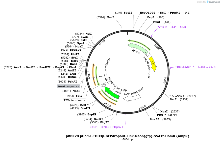 179012-plasmid-map-sequence-id-368804