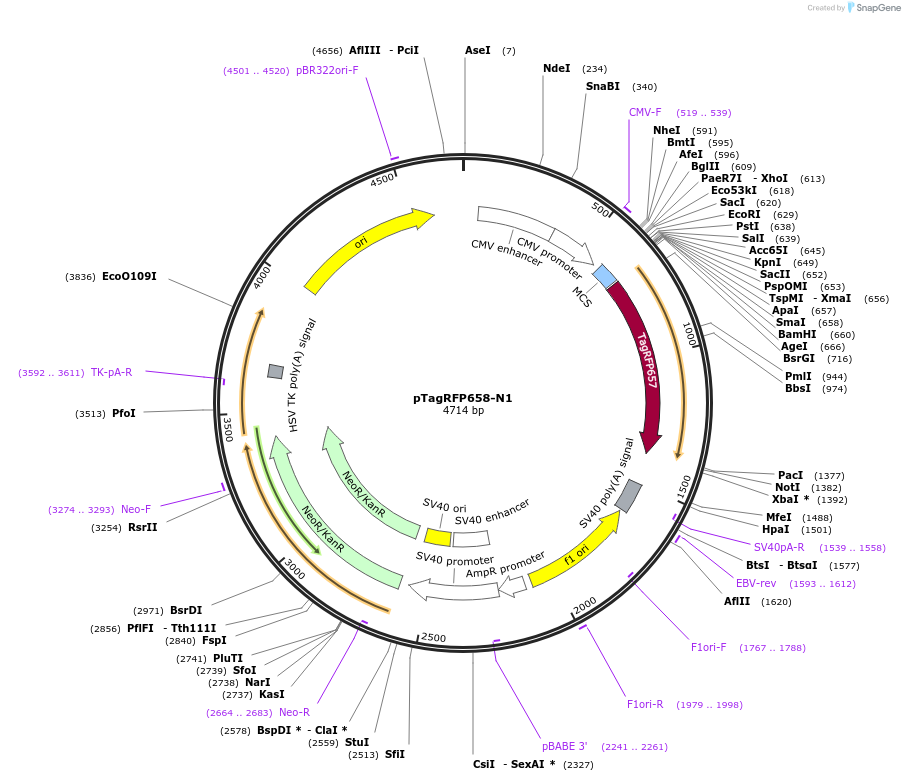 178974-plasmid-map-sequence-id-368808