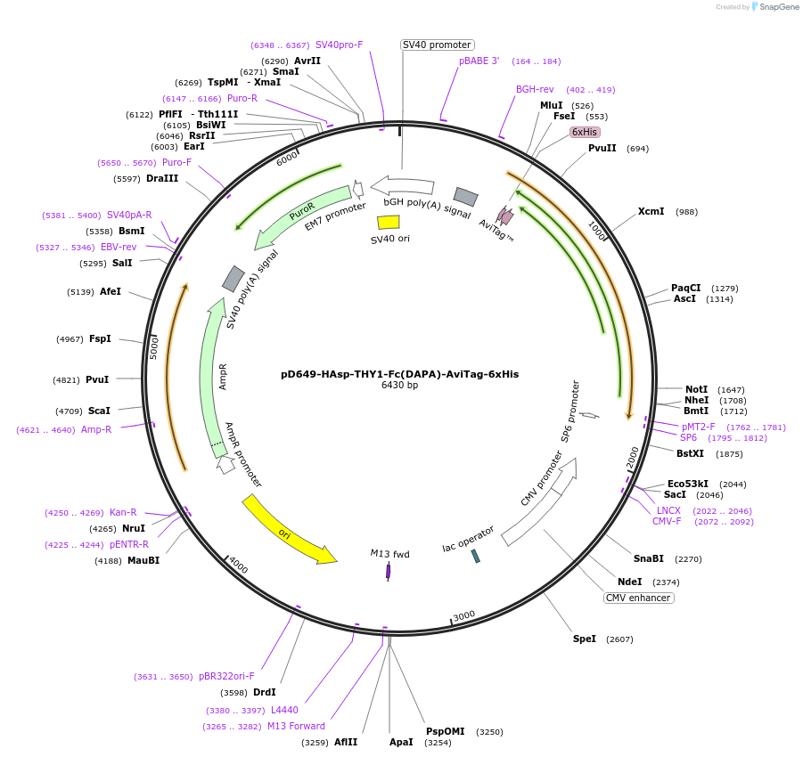 156491-plasmid-map-sequence-id-368812