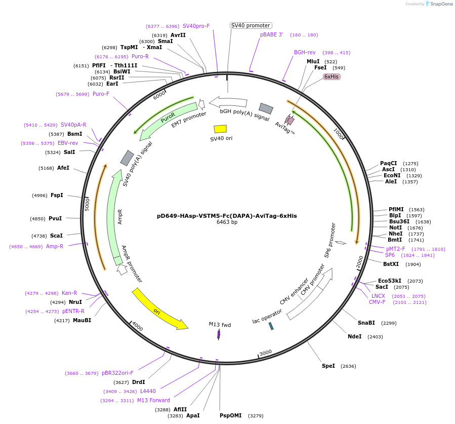 156494-plasmid-map-sequence-id-368817