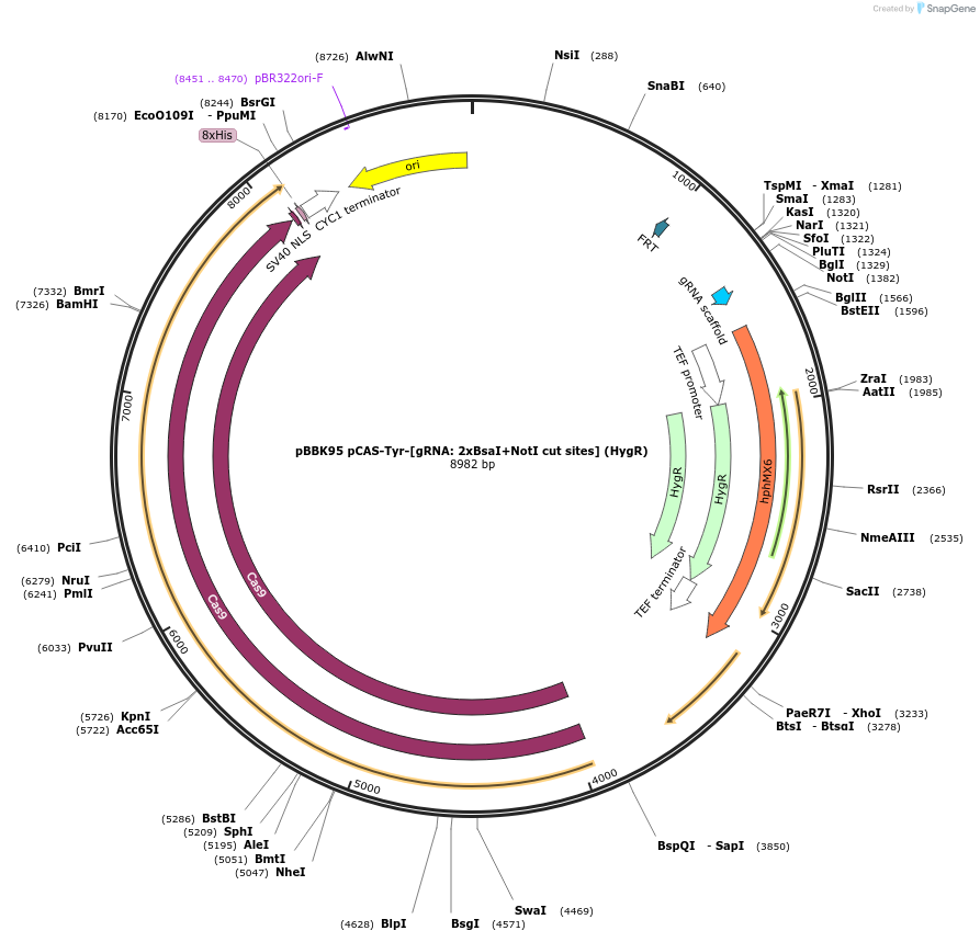 179079-plasmid-map-sequence-id-368820