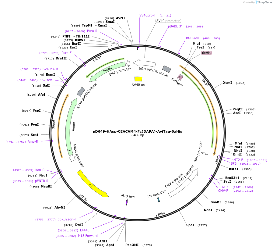 156496-plasmid-map-sequence-id-368821
