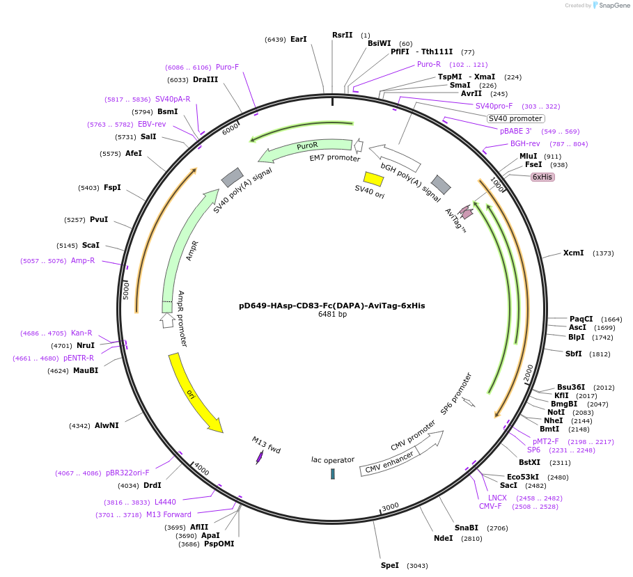 156505-plasmid-map-sequence-id-368832