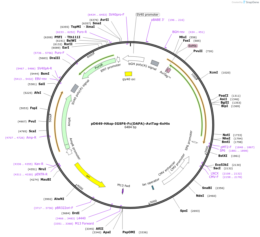 156508-plasmid-map-sequence-id-368836