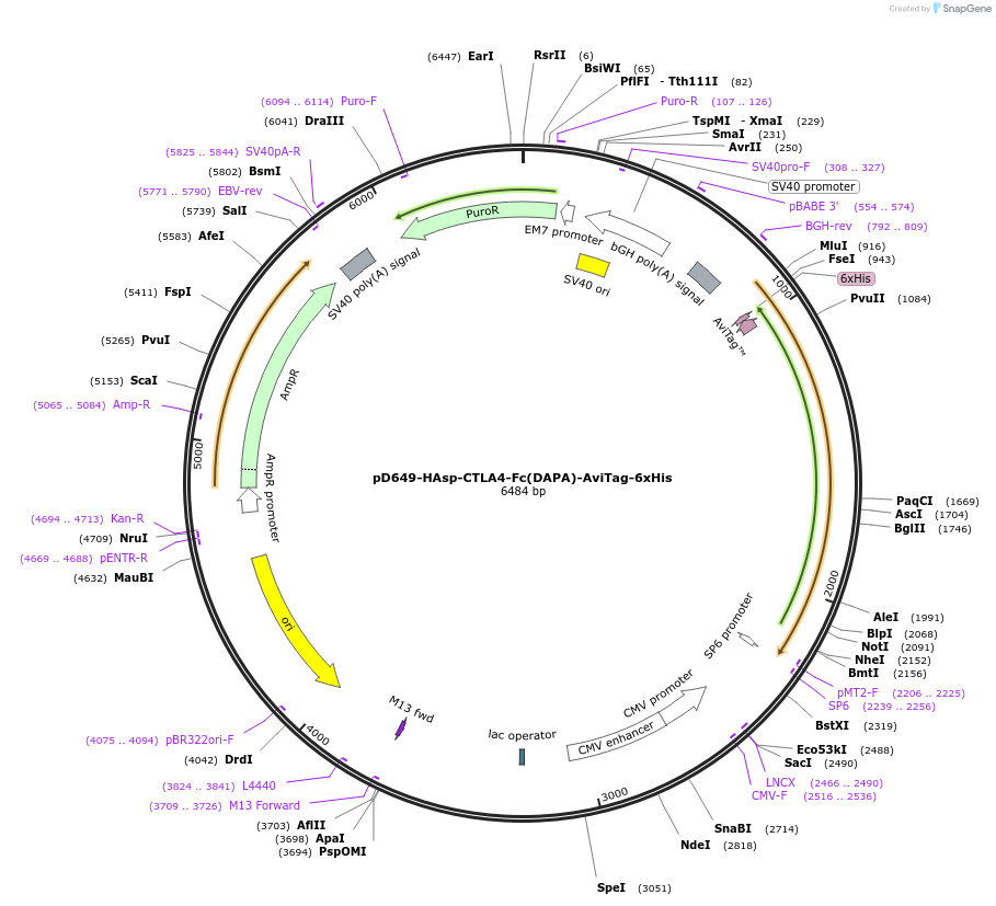 156509-plasmid-map-sequence-id-368837