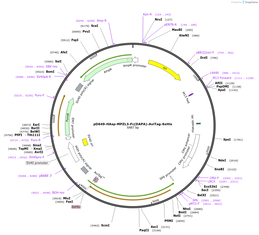 156512-plasmid-map-sequence-id-368839