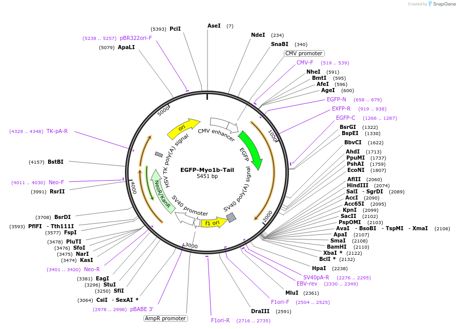 187365-plasmid-map-sequence-id-368844