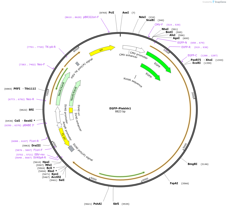 187367-plasmid-map-sequence-id-368847