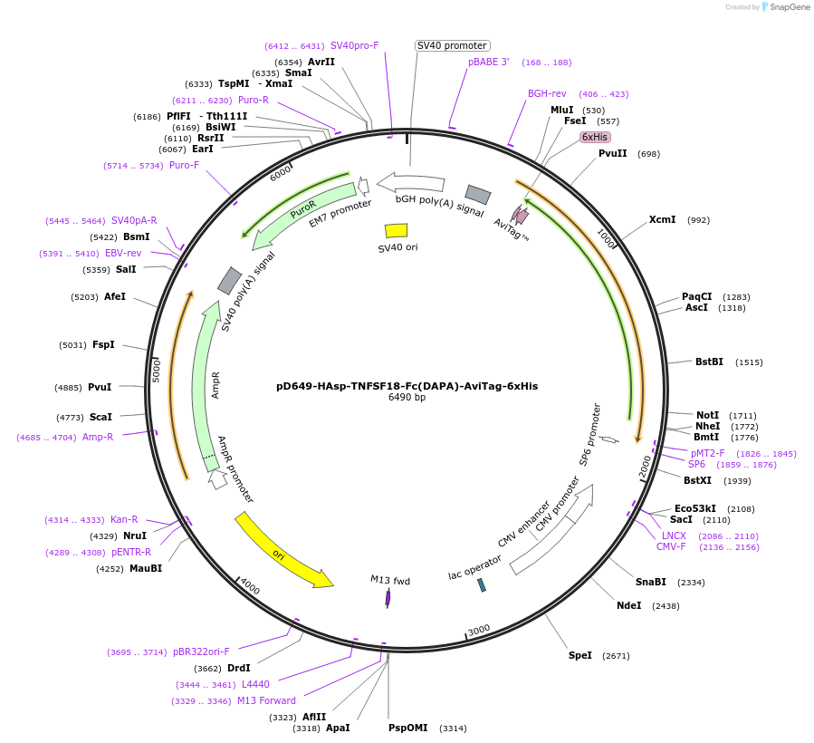 156516-plasmid-map-sequence-id-368848