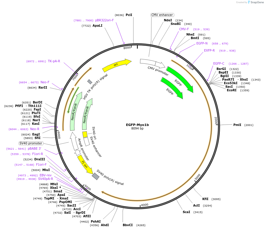 187362-plasmid-map-sequence-id-368851
