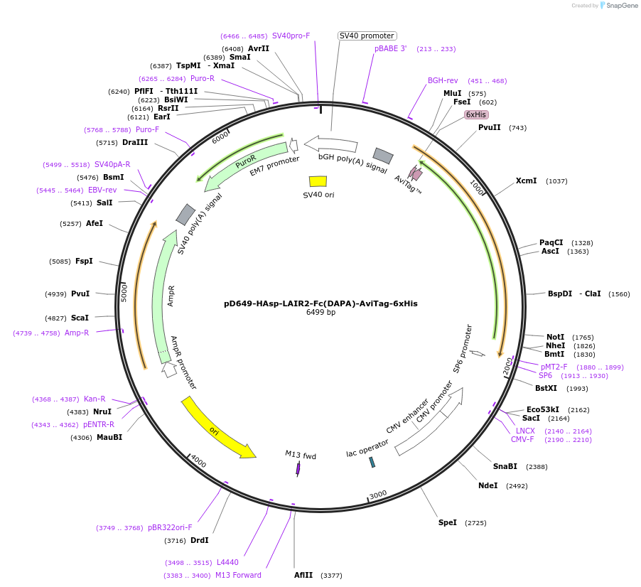 156520-plasmid-map-sequence-id-368855