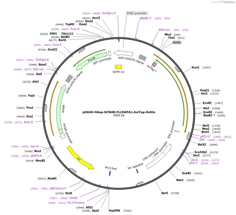 156521-plasmid-map-sequence-id-368856