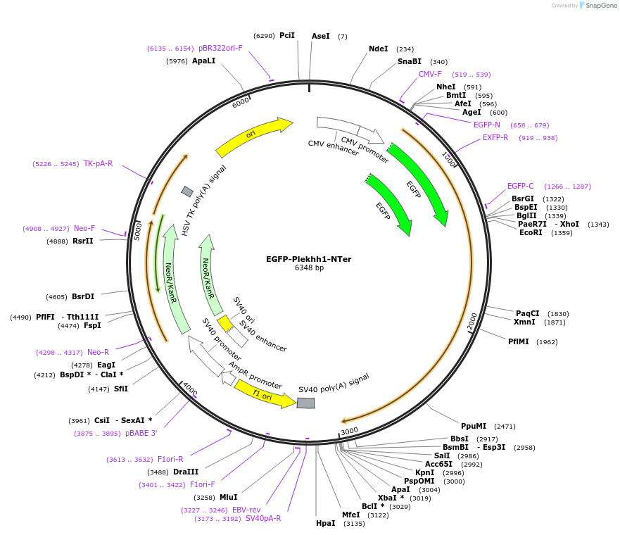 187368-plasmid-map-sequence-id-368865