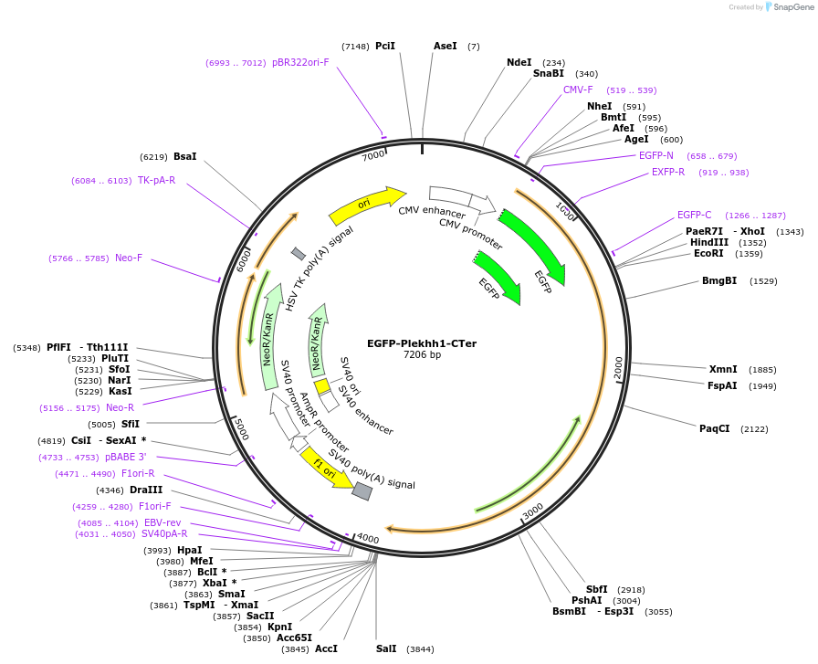 187369-plasmid-map-sequence-id-368869