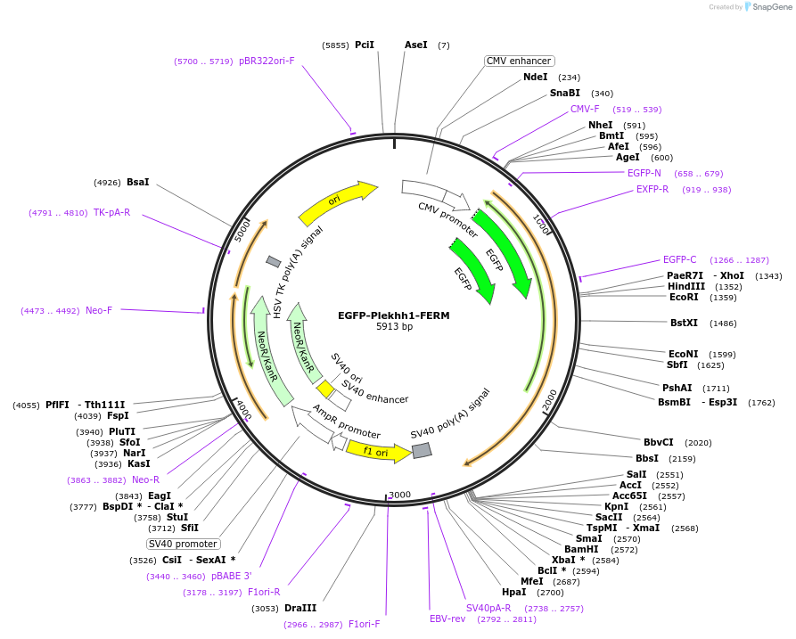 187371-plasmid-map-sequence-id-368874