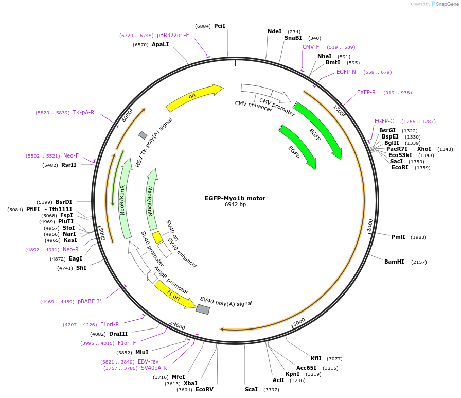 187364-plasmid-map-sequence-id-368885
