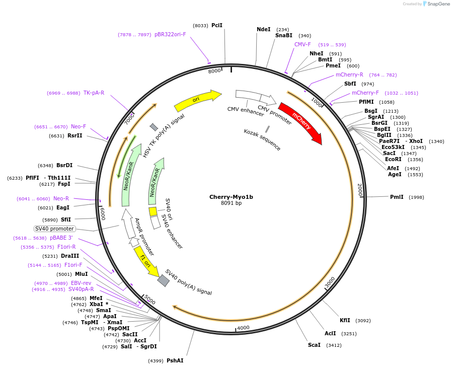 187366-plasmid-map-sequence-id-368888