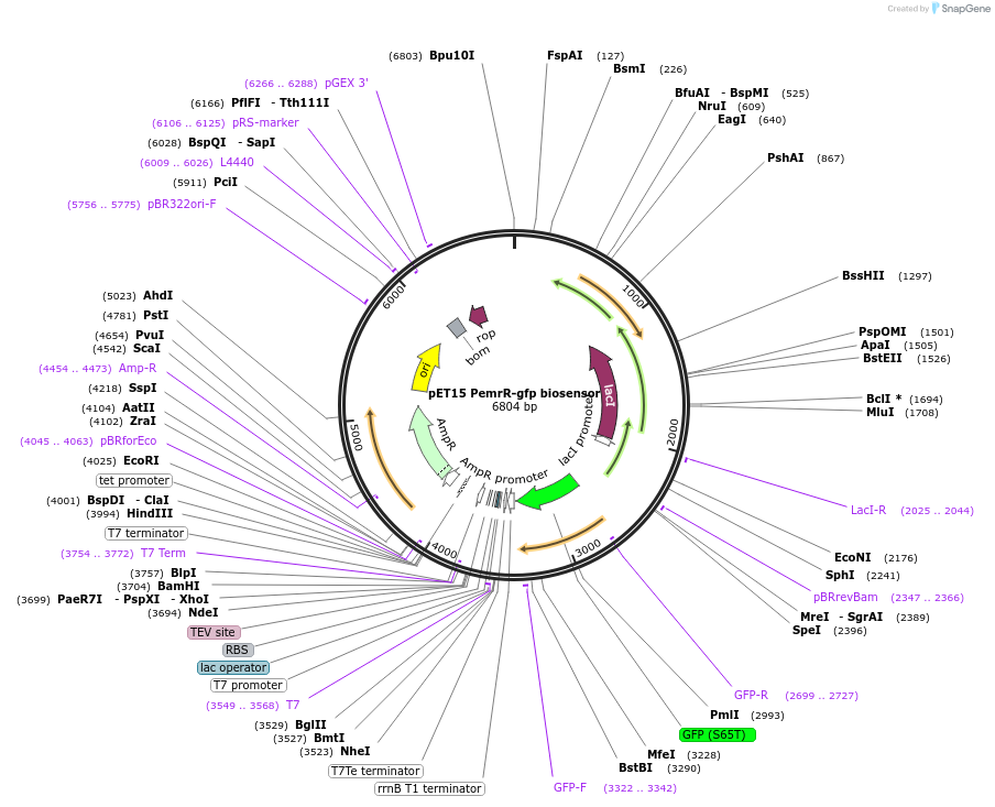 185793-plasmid-map-sequence-id-368890