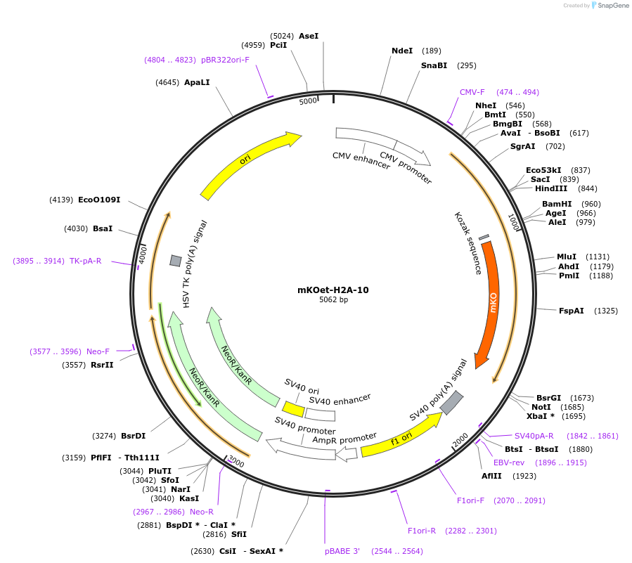 57923-plasmid-map-sequence-id-368893