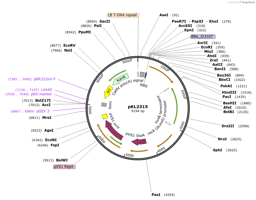 187876-plasmid-map-sequence-id-368895